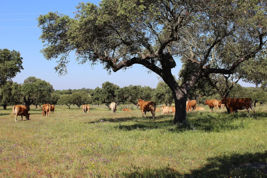 Dehesa de encinas en Badajoz