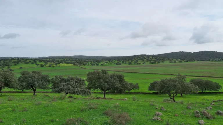 Dehesa de Extremadura con encinas, terreno de caza mayor