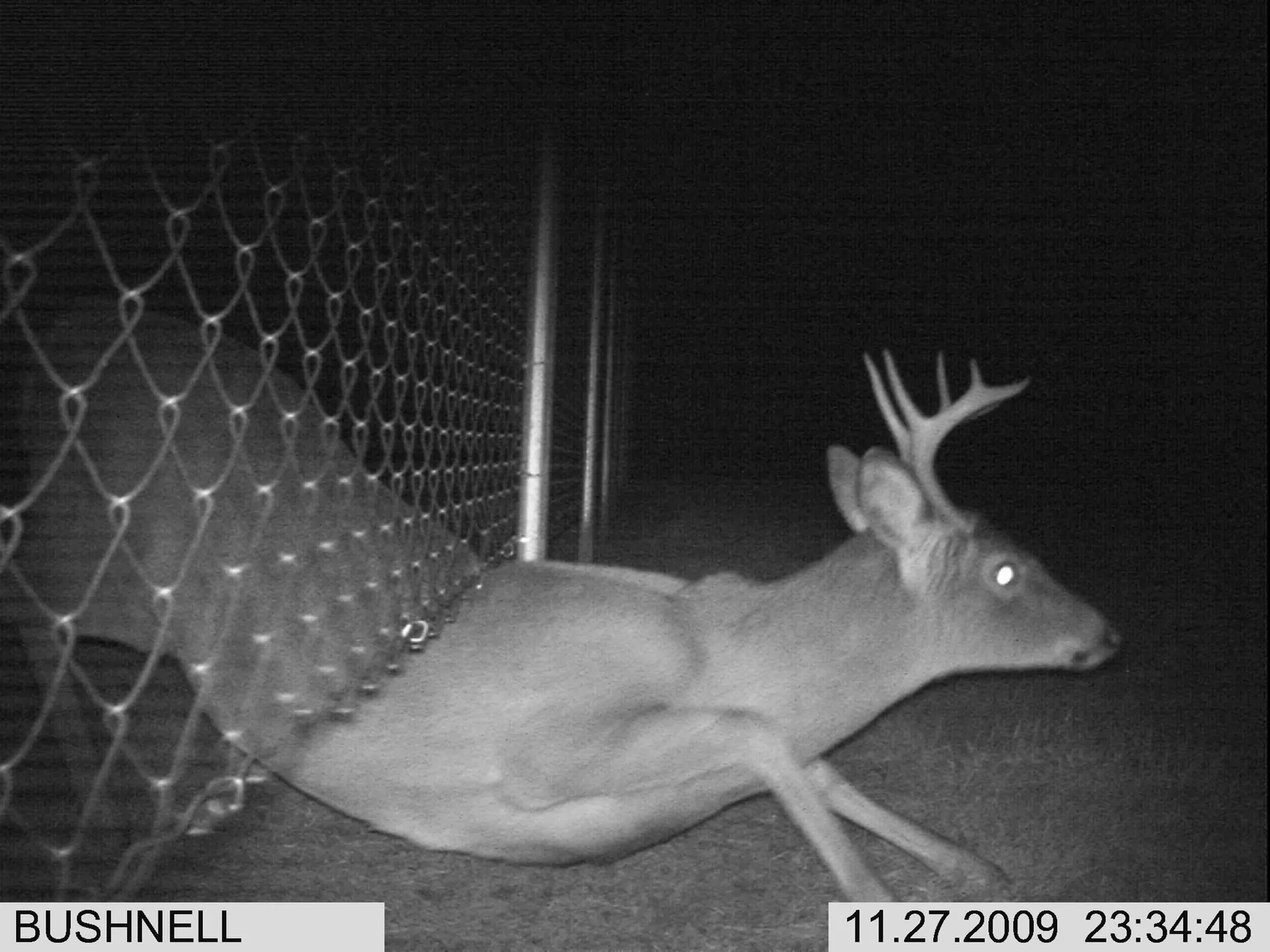Fotografía nocturna de fototrampeo con sello de fecha y hora incrustado
