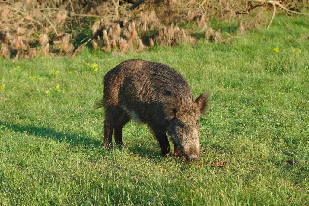 Jabalí en el campo