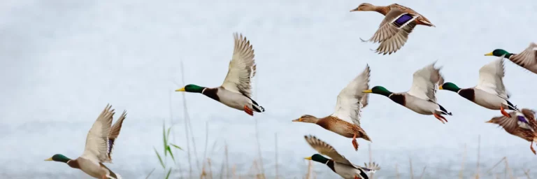Patos en vuelo sobre un humedal