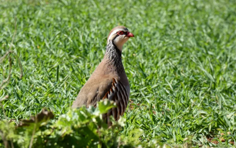 Perdiz roja en el campo, caza menor