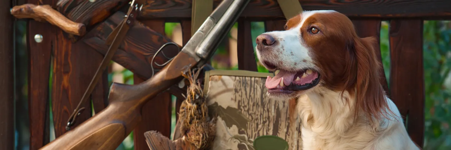 Perro setter y escopeta en un puesto de caza